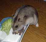 身を乗り出して蕎麦の実を食べています