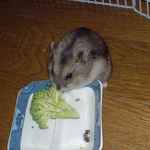 ブロッコリーも食べています。