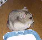 高野豆腐を食べるユウキ