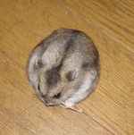 上手に掴んで食べています