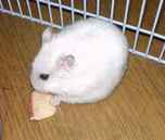 乾燥りんごチップを夢中で食べております。