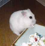 ポップコーンにありついています。