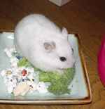 ブロッコリーにしがみついています。