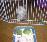 目の前のエサをおいてカジカジ