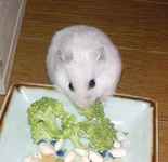 ブロッコリーに食いついているアイ。