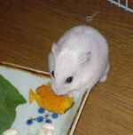 アイもかぼちゃは大好き