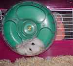 回し車カジカジは楽しい!?