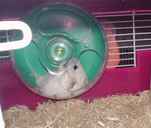 このせいで、毛並みが随分と乱れたんです。