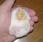 お腹周りの毛が薄くなってしまっています。