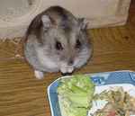 ブロッコリーを掴んで食べています。