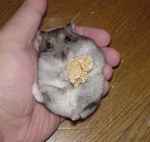 腹出し食いのユウキ