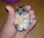 腹だし食いでもカメラ目線。