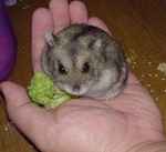 手のひらでもカメラ目線。