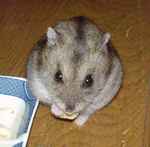 高野豆腐を食べております。