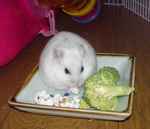 ポップコーンを食べてます。