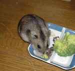 蕎麦の実をあさっているユウキ