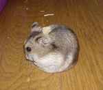 背中に乾燥パインを乗せられても動じません。