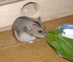 小松菜食べようかなぁ