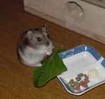 小松菜食べつつ、カメラ目線