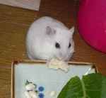 アイも豆腐を食べています