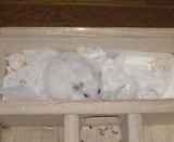 巣箱の奥から出てきません。