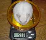 若干、増えたかな