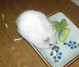 蕎麦の実を蓄え中