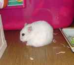 乾燥パパイヤを食べています。