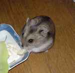 いつものように高野豆腐から