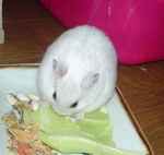 キャベツにかじりついています。