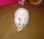 乾燥りんごチップを食べてるアイ