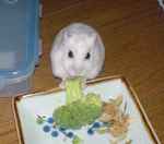 ブロッコリーの茎から食べております