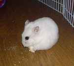 ちびっこクロワッサンを食べています。