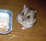 いつもの高野豆腐です