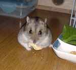 高野豆腐を食べるのに夢中