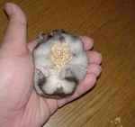 粟の穂だと躊躇なく腹出しです