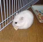 アイにも好評、高野豆腐