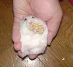 アイも粟の穂腹出し