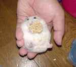 お腹がハゲています。