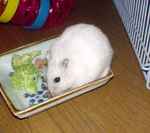 蕎麦の実をあさっています