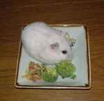 ブロッコリーに齧りついています。