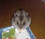 高野豆腐を頂いております