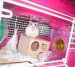 巣箱の上に乗っております