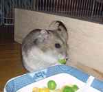 グリーンピースを食べているユウキ