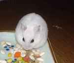 アイにもミックスベジタブル