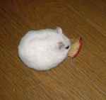 アイには乾燥りんごチップで落ち着いてもらっています。