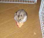 アイにあげた乾燥りんごチップを食べ始めてしまいました。