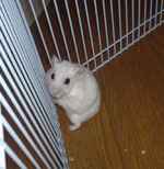 こちらをにらむアイ