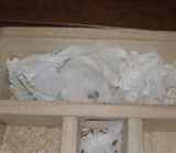 地下室でくつろいでいるアイ