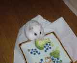 ブロッコリーに食いついています